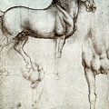 Study of horses
